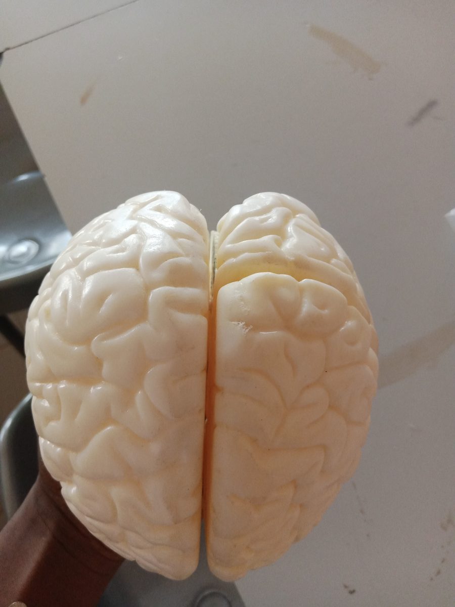 A model of the human brain